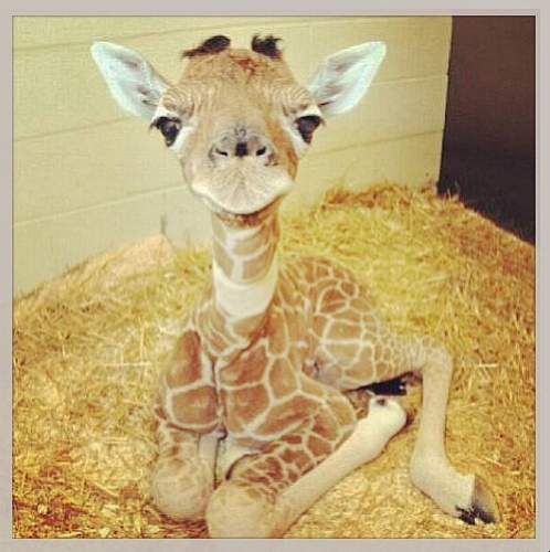 baby giraffe